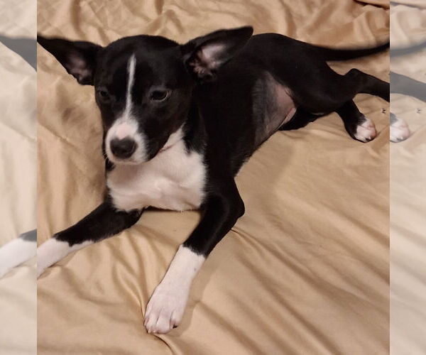 Medium Photo #2 Mutt Puppy For Sale in Brooklyn Center, MN, USA