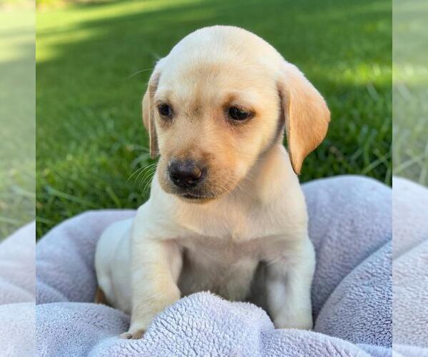 Medium Photo #1 Labrador Retriever-Unknown Mix Puppy For Sale in San Diego, CA, USA