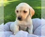 Huckleberry Finn Pup - Becky - Female Labrador Retriever-Unknown Mix Dog for Adoption - Small photo
