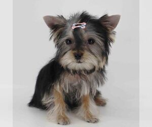 Yorkshire Terrier Puppy for sale in LOS ANGELES, CA, USA