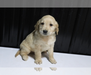 Golden Retriever Puppy for sale in SHILOH, OH, USA