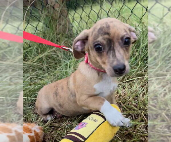 Medium Photo #2 Chihuahua-Unknown Mix Puppy For Sale in Tarrytown, GA, USA