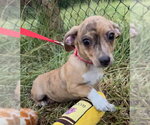 Small #1 Chihuahua Mix