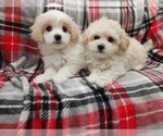 Small Photo #1 Maltese-Poodle (Toy) Mix Puppy For Sale in GRANDVILLE, MI, USA