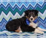 Small Photo #5 Shetland Sheepdog Puppy For Sale in OXFORD, PA, USA