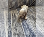 Puppy Raspberry Cocker Spaniel