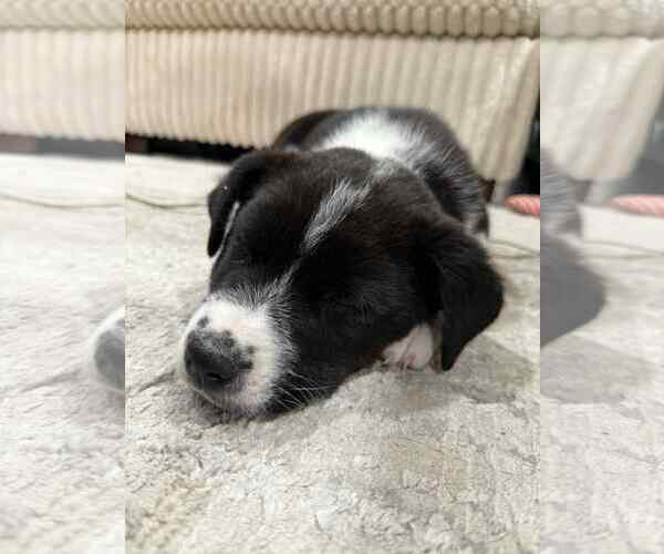 Medium Photo #2 Border Collie-Unknown Mix Puppy For Sale in MIDWAY, UT, USA