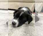 Small #1 Border Collie Mix