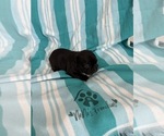 Small #5 French Bulldog