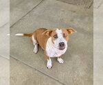 Small #4 Mutt