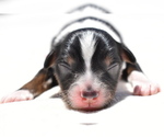 Small #3 Miniature Australian Shepherd