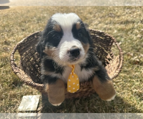 Medium Photo #1 Bernese Mountain Dog Puppy For Sale in ATHENS, WI, USA