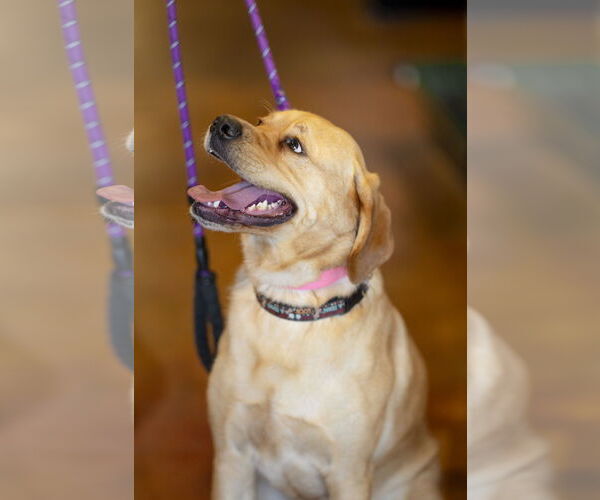 Medium Photo #6 Labrador Retriever-Unknown Mix Puppy For Sale in Garner, NC, USA