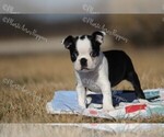 Small Photo #2 Boston Terrier Puppy For Sale in LAMAR, MO, USA