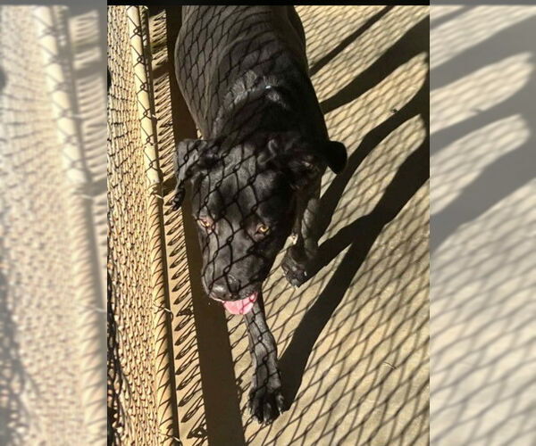 Medium Photo #2 Boxador Puppy For Sale in Sheboygan, WI, USA