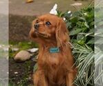 Small Photo #1 Cavapoo (Miniature)-Jack Russell Terrier Mix Puppy For Sale in EAST EARL, PA, USA