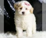 Small #1 Maltipoo