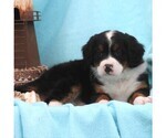 Small Photo #2 Miniature Bernedoodle Puppy For Sale in GORDONVILLE, PA, USA