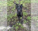 Small #3 Holland Shepherd