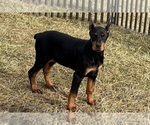 Puppy Meara AKC Doberman Pinscher