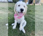 Small Photo #1 Labradoodle Puppy For Sale in LINDSEY, WI, USA