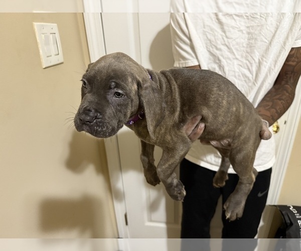 Medium Photo #3 Cane Corso Puppy For Sale in WALNUT GROVE, GA, USA