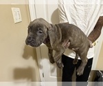 Small Photo #16 Cane Corso Puppy For Sale in WALNUT GROVE, GA, USA