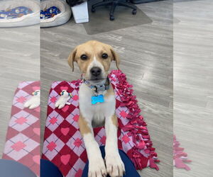 Mutt Dogs for adoption in Plainfield, IL, USA