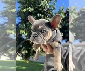 French Bulldog Puppy for Sale in ROSEMEAD, California USA