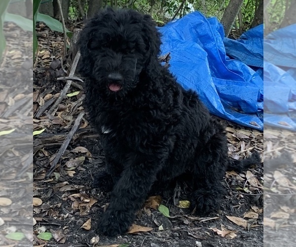 Medium Photo #2 Labradoodle Puppy For Sale in HUMBLE, TX, USA