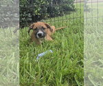 Small #2 Labrador Retriever Mix