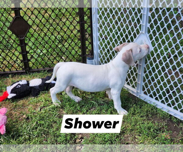 Medium Photo #2 American Pit Bull Terrier-Unknown Mix Puppy For Sale in Marine City, MI, USA