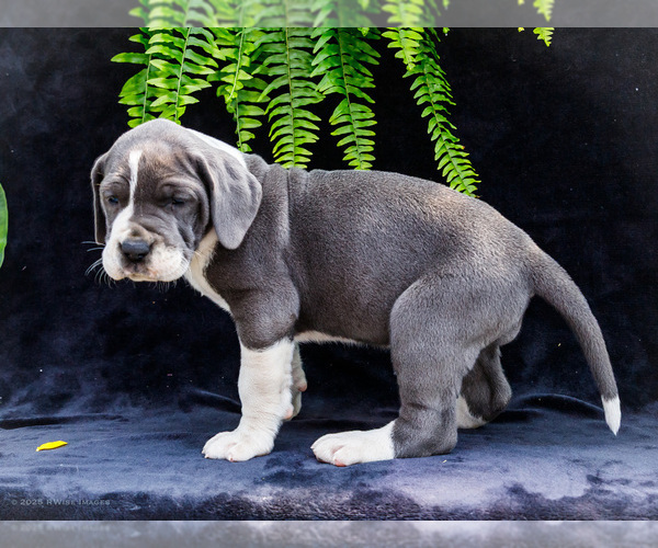 Medium Photo #57 Great Dane Puppy For Sale in WAKARUSA, IN, USA