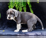Small #20 Great Dane