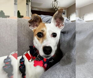 Jack Russell Terrier-Unknown Mix Dogs for adoption in Mundelein, IL, USA