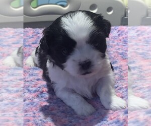 ShihPoo Puppy for sale in CHIPLEY, FL, USA