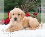 Small #4 Golden Retriever