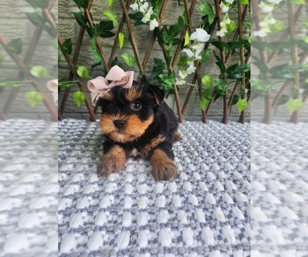Medium Photo #3 Morkie Puppy For Sale in INDIANAPOLIS, IN, USA