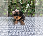 Small #2 Morkie