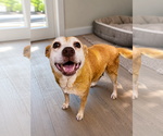 Small Beagle-Retriever  Mix