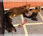 Small Photo #3 Mutt Puppy For Sale in Aurora, IN, USA