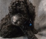 Small Photo #38 Whoodle (Miniature) Puppy For Sale in KATY, TX, USA