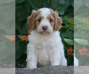 Goldendoodle-Poodle (Miniature) Mix Puppy for sale in FREDERICKSBG, OH, USA