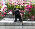 Small Photo #7 Miniature Australian Shepherd-Poodle (Toy) Mix Puppy For Sale in WARSAW, IN, USA