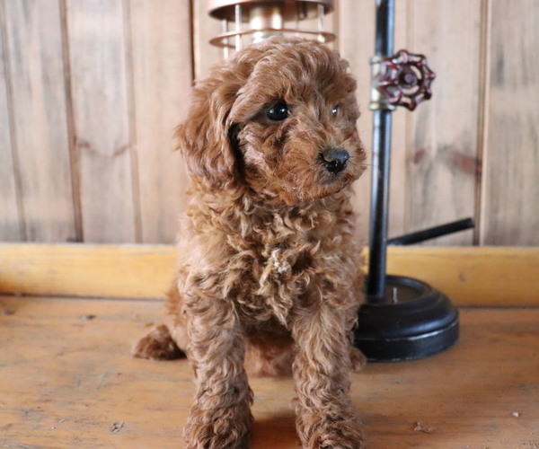 Medium Photo #1 Poodle (Toy) Puppy For Sale in HONEY BROOK, PA, USA