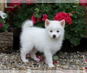 Pomsky-Poodle (Miniature) Mix Puppy for sale in FREDERICKSBG, OH, USA