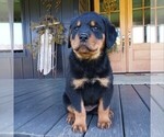 Small Photo #2 Rottweiler Puppy For Sale in CHAMBERSBURG, PA, USA