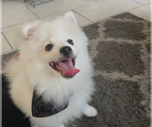 Medium Photo #3 Pomeranian Puppy For Sale in Dana Point, CA, USA