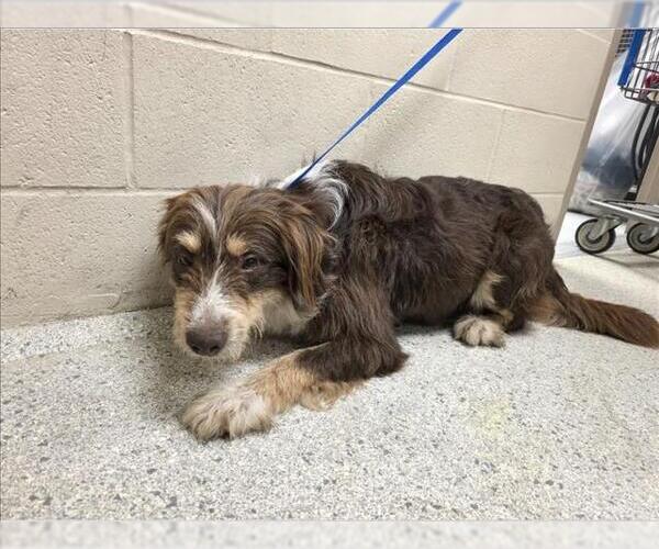 Medium Photo #1 Australian Shepherd-Tibetan Terrier Mix Puppy For Sale in Conroe, TX, USA