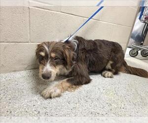 Australian Shepherd-Tibetan Terrier Mix Dogs for adoption in Conroe, TX, USA